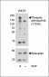 Phospho-ARHGAP35(Y1105) antibody