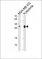 FOLR2 Antibody (N-term)