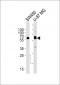 TH Antibody (C-term)