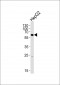 SPAK Antibody (Center)