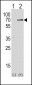 SPAK Antibody (Center)