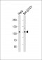 PI3KC3 Antibody (N-term)