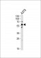 SRC Antibody (Y419)