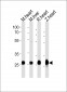 (DANRE) sdhb Antibody