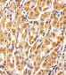 GAPDH Antibody