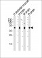 PDK2 Antibody