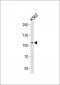 LGR5/GPR49 Antibody