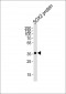 SOX2 Antibody 