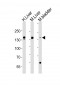 FGA Antibody (N-term)