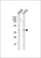 ERCC1 Antibody (C-term)