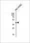 AM2210b-AIM2-Antibody