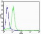 VWF Antibody