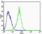 RAC1 Antibody