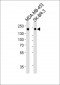 ERBB2 Antibody