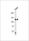 FGFR1 Antibody (C-term)