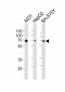 EIF2AK2 Antibody