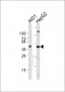 ACTB Antibody