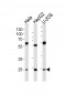 TFAM Antibody (C-term)