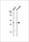 RNT2 Antibody (N-term)