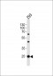 BCAS2 Antibody (N-term)