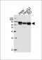 AP16887b-PRKAG3-Antibody-C-term