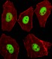 Mouse Stk11 Antibody (C-term)