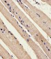 Mouse Stk11 Antibody (C-term)