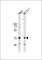 SNAI1 Antibody (N-term R8)