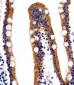 ACVRL1 Antibody (N-term)