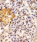 ING4 Antibody (C-term)
