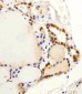 FAM216B Antibody (C-term)