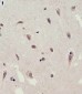 FAM216B Antibody (C-term)