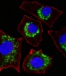 COX6B1 Antibody (N-term)