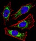 ETFA Antibody (Center)