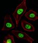 CDKN1A Antibody (C-term)