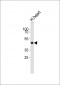 TIMM50 Antibody (N-term)