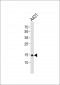 POLR2H Antibody (N-term)