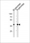 PDX1 Antibody (N-term)