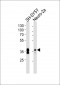 (Mouse) Msi1 Antibody (Center)