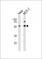 GATA6 Antibody (C-term)