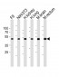 IHH Antibody (C-term)