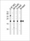 HES5 Antibody (Center)