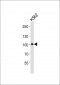 STAT5A Antibody (C-term)