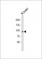 TYRO3 Antibody (C-term)