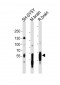 MAPT Antibody (C-term)