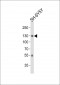 MAPT Antibody (C-term)