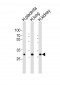 SOD3 Antibody (C-term)