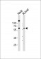NFIA Antibody (C-term)