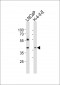 RING1 Antibody (C-term)