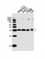 MAPK3/1 Antibody (Center)